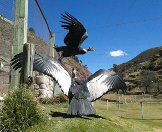 Cusco Volontariat Cochawasi